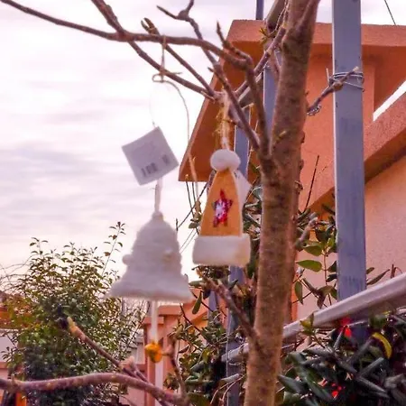 Asuka 飞鸟客 Surčin